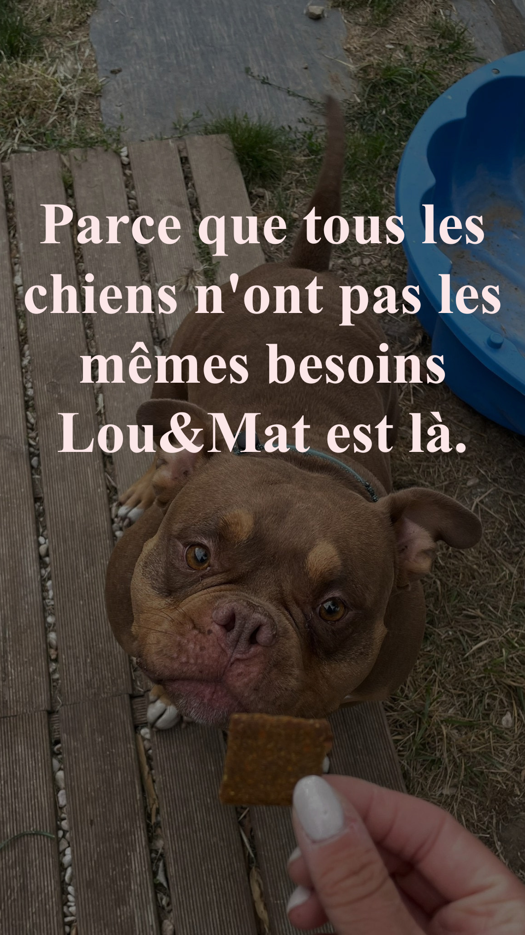 Chien qui reçoit un biscuit artisanal Lou&Mat