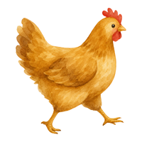 Poulet