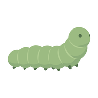Insecte