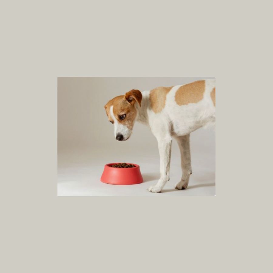 Chien qui refuse ses croquettes