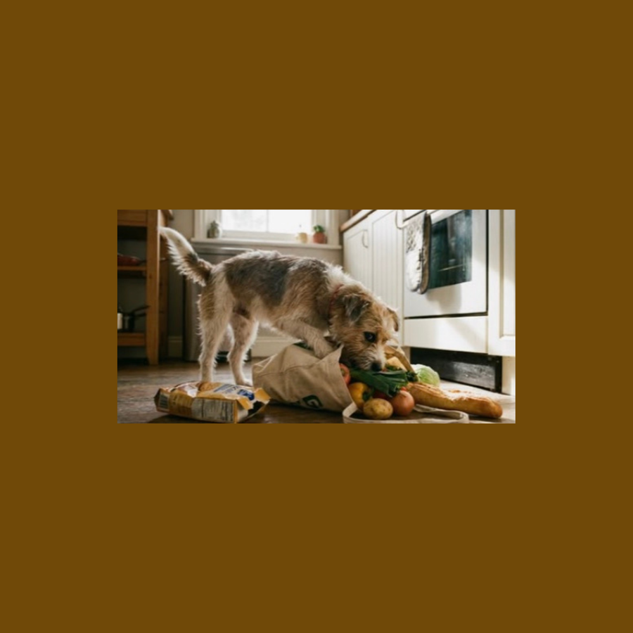 Chien qui mange tout ce qu’il trouve