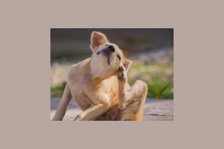 Pourquoi mon chien se gratte