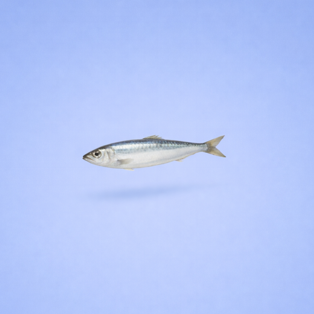 Sardine entière, l'ingrédient de la friandise séchée Lou&Mat