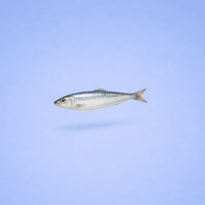Sardine entière, l'ingrédient de la friandise séchée Lou&Mat