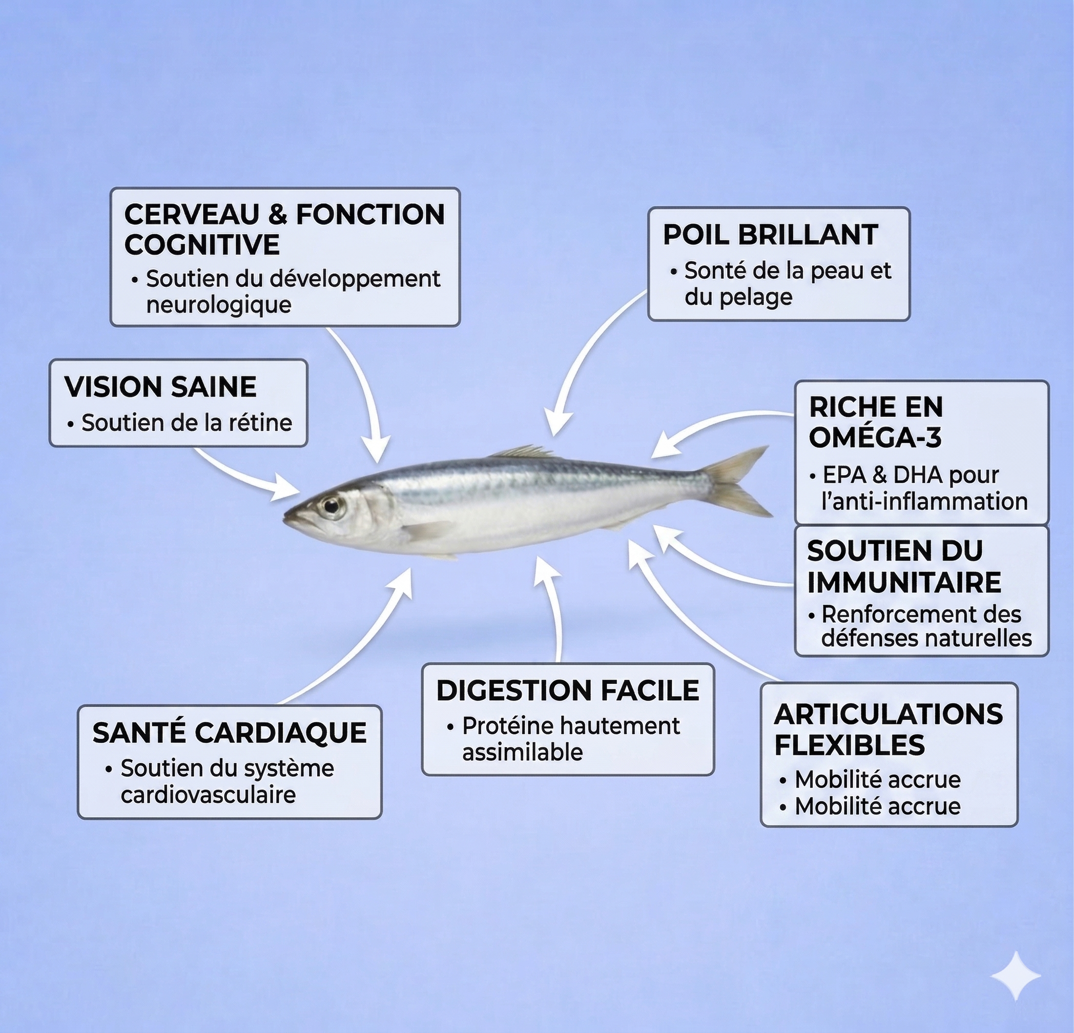 Sardine Séchée Poil Brillant