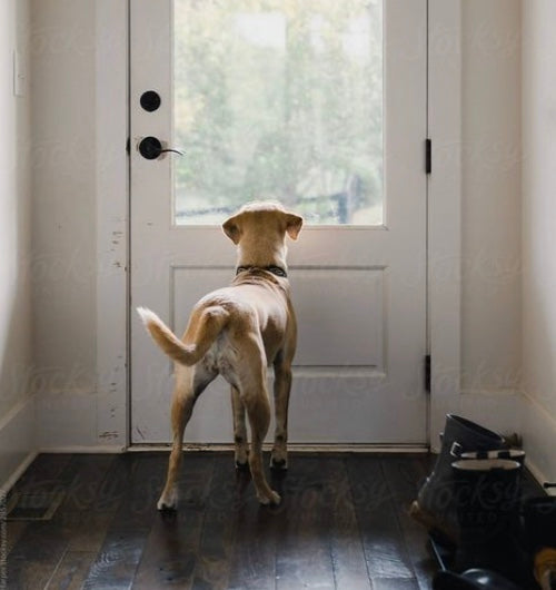 Anxiété de séparation chez le chien