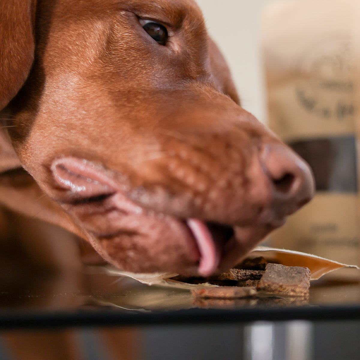 Pack Découverte – coffret de biscuits pour chien