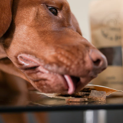 Pack Découverte – coffret de biscuits pour chien