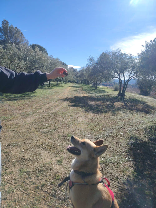 🐟 Biscuit au poisson, pour un pelage éclatant.